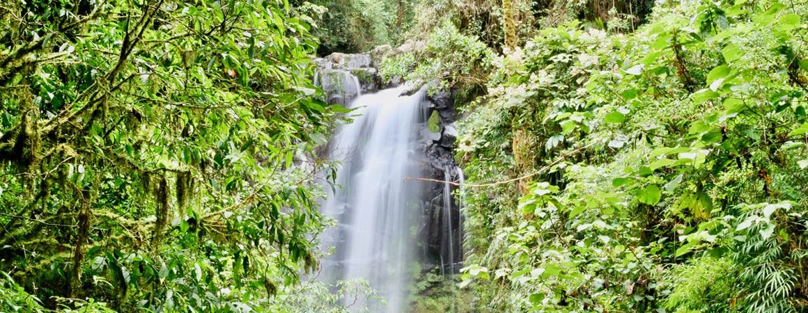 Visa de reforestación en Panamá